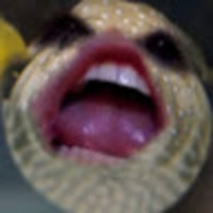 Meet your Posher, Jamison